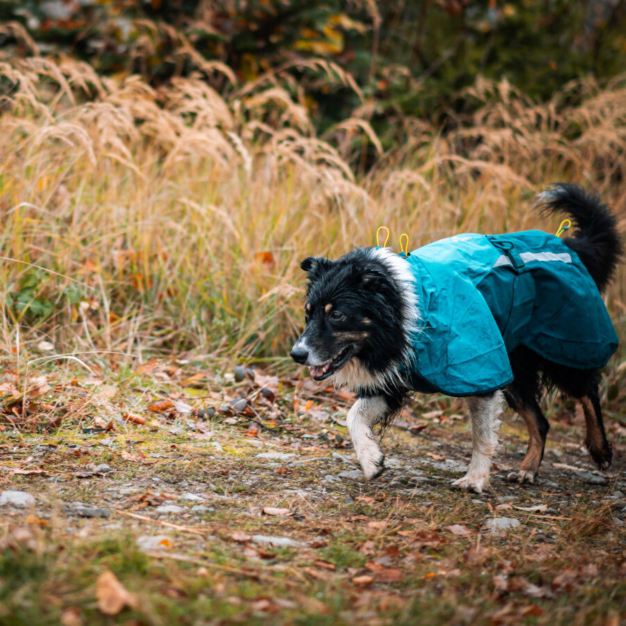 Non-stop Dogwear Chubasquero Impermeable Azul y Verde para perros, , large Imagen numero 3