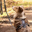 STUCH Arneses acolchado para perros (AZUL, L), , large indicador imagen numero 4