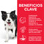 2.5 kg Hill's Science Plan Youthful Vitality Medium Adult Pollo pienso para perros, , large indicador imagen numero 3