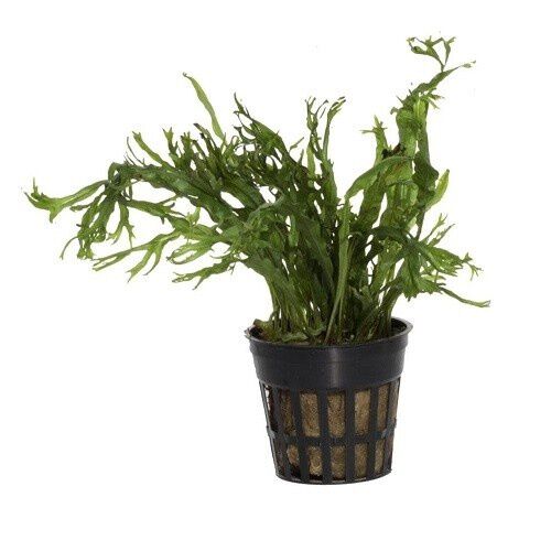 Trópica iberia Microsorum windelov planta acuática