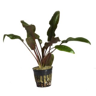 Planta Cryptocoryne Wendtii "Mi Oya" para acuarios