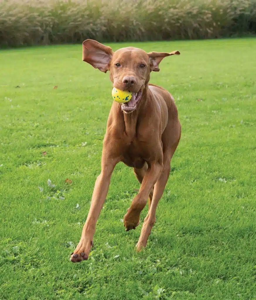 Zeus Nitro&trade; Bola Lastrada, L, &Oslash;7,6cm, , large Imagen numero 5