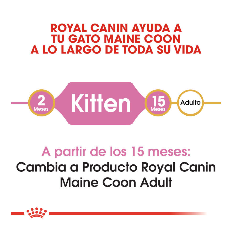Royal Canin Kitten Maine Coon pienso para gatos thumbnail