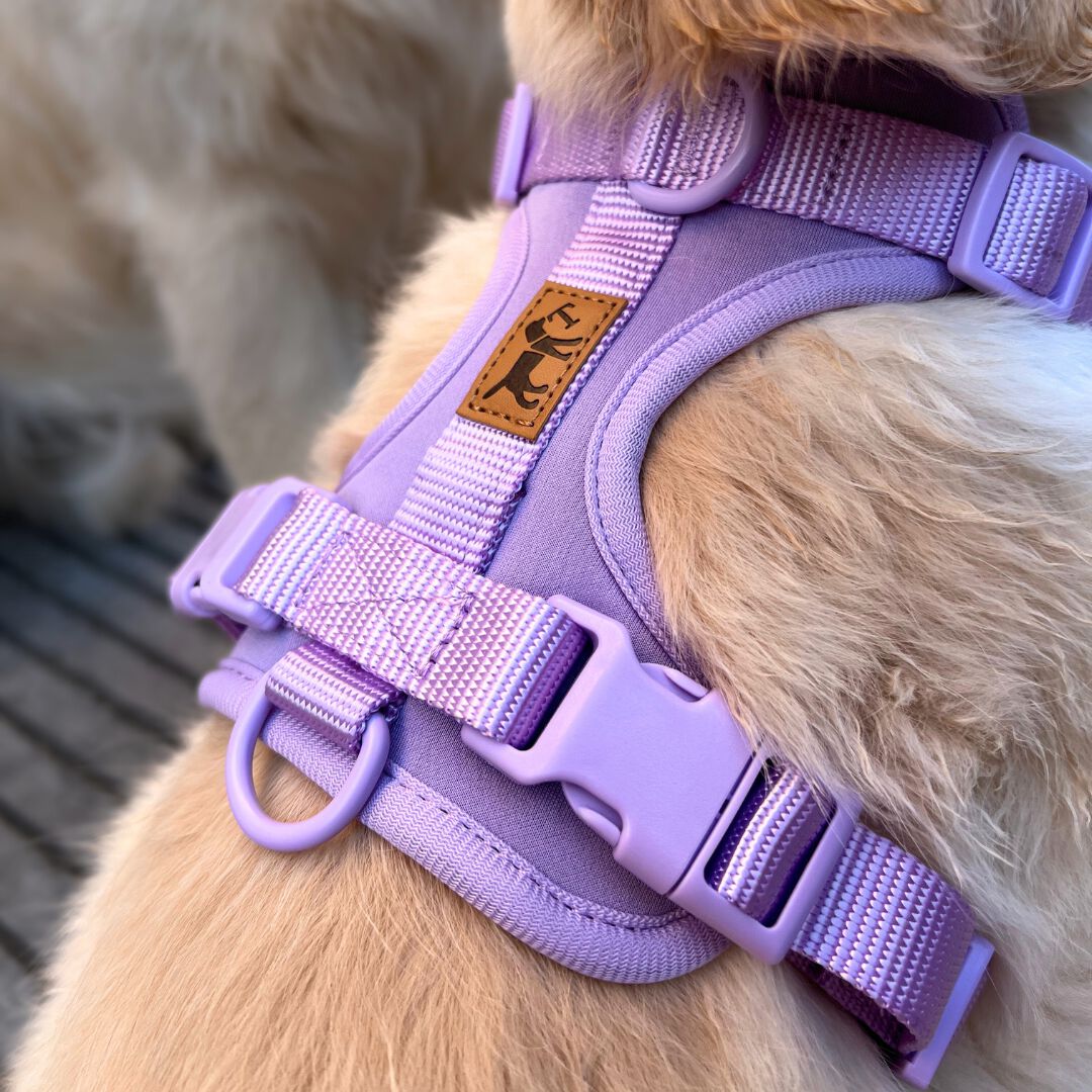 Arn&eacute;s Adventure Lavender &ndash; Arn&eacute;s para perros antitirones, seguro y elegante, , large Imagen numero 3
