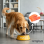 Amykus Gourmet Hypoallergenic Salmon pienso de salmón sin cereales para perros, , large indicador imagen numero 3