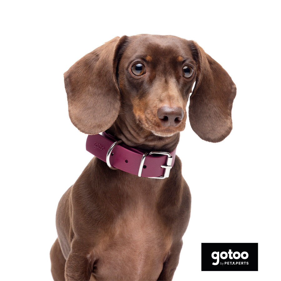 Gotoo Collar Biothane rojo vino para perros, , large Imagen numero 5