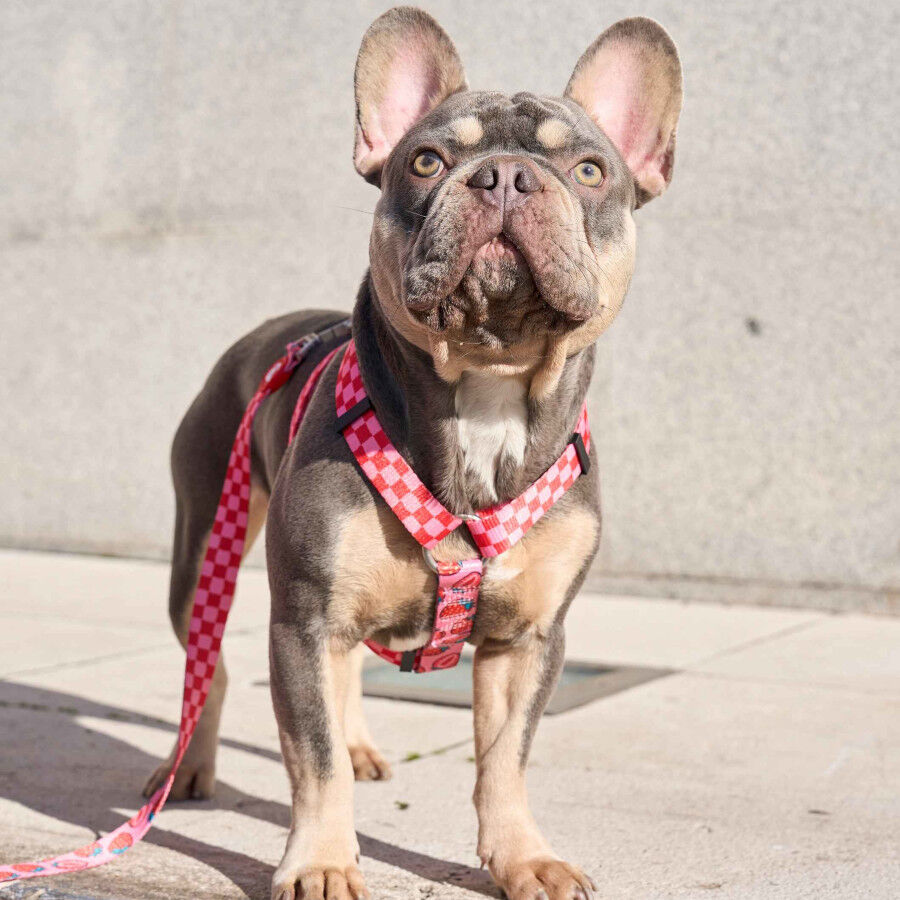 Dukier Arn&eacute;s Cl&aacute;sico Dise&ntilde;o Berry Love para perros, , large Imagen numero 3