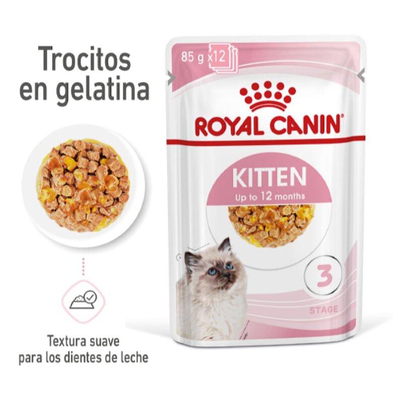 Royal Kitten gelatina sobre para gatos