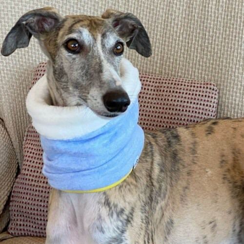 Bufanda Uoamy Reversible para perros color Azul Claro, , large Imagen numero 1