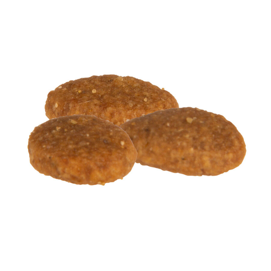 Criadores Mestizo Pavo pienso para perros medianos thumbnail