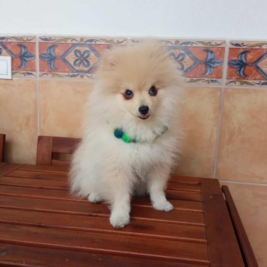 Collar De Perro Personalizado Con Pompones, , large Imagen numero 3