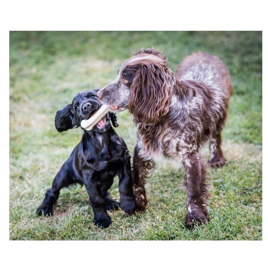 Nylabone Extreme Chew Pollo Hueso Mordedor para perros thumbnail