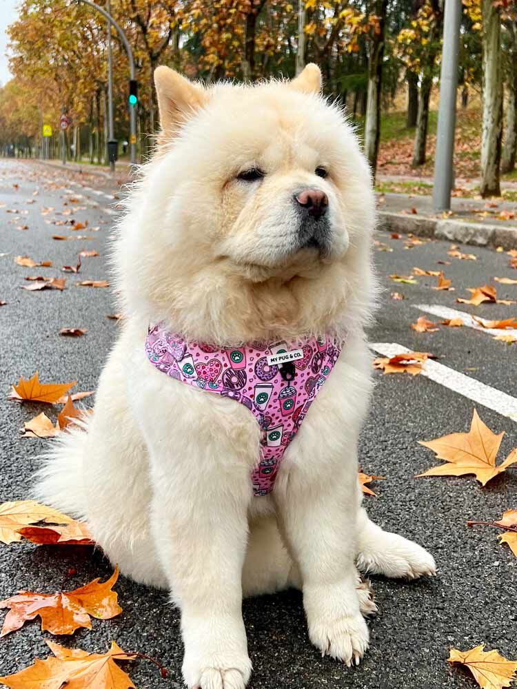 Arn&eacute;s Ajustable Dogpuccino, , large Imagen numero 3