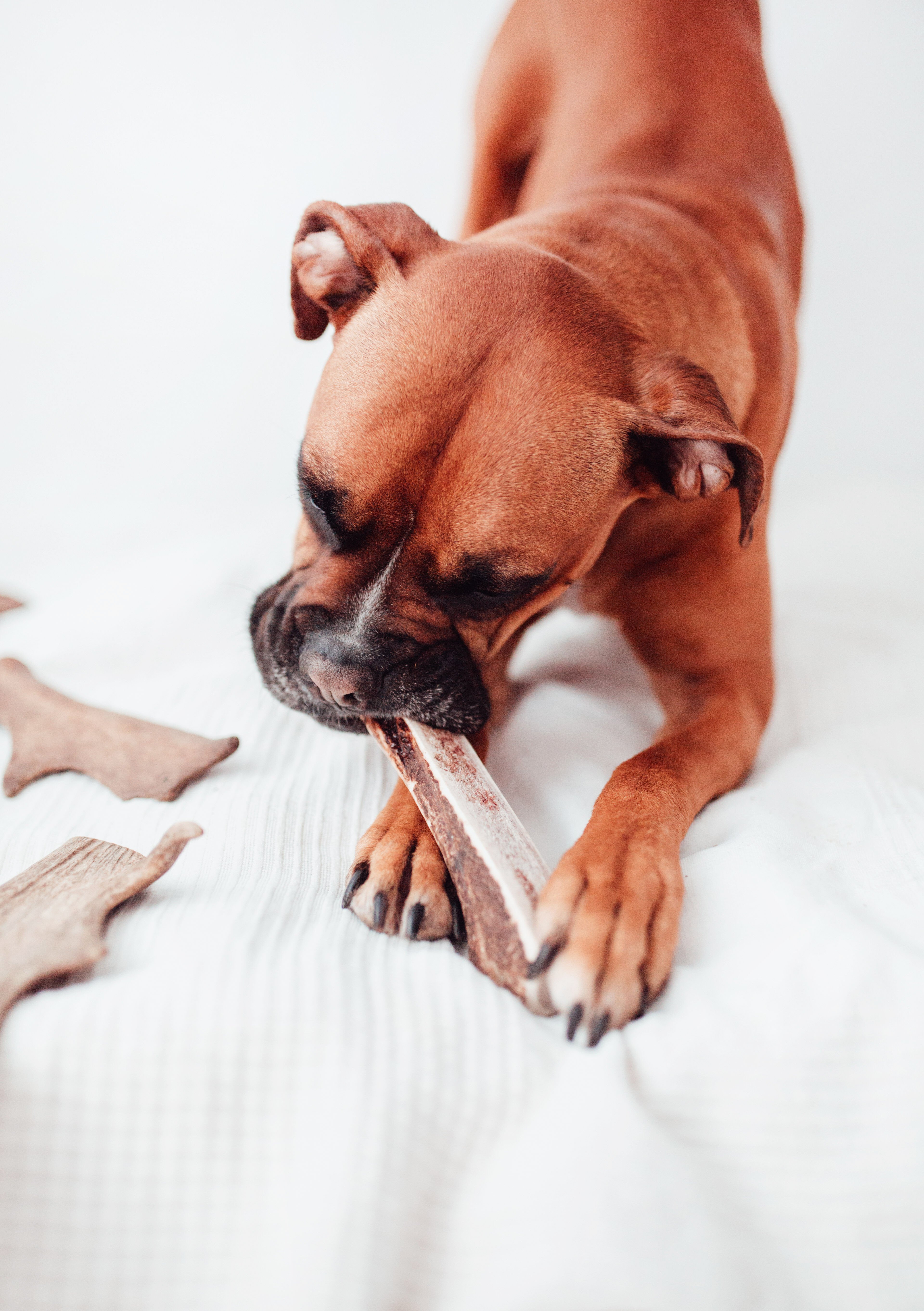 BIMORBOX Perros Senior Medianos y Grandes – Pack Ahorro con Juguete, Mordedor de Asta de Ciervo y Snacks Sin Aditivos thumbnail