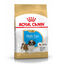 Royal Canin Puppy Shih Tzu pienso para perros, , large indicador imagen numero 1