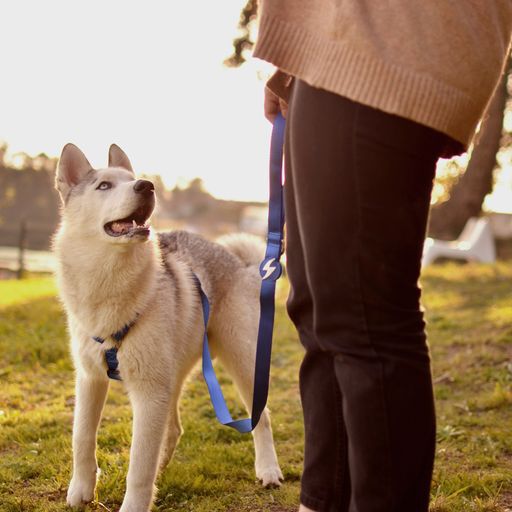 Correa de nylon para perro color Azul, , large Imagen numero 5