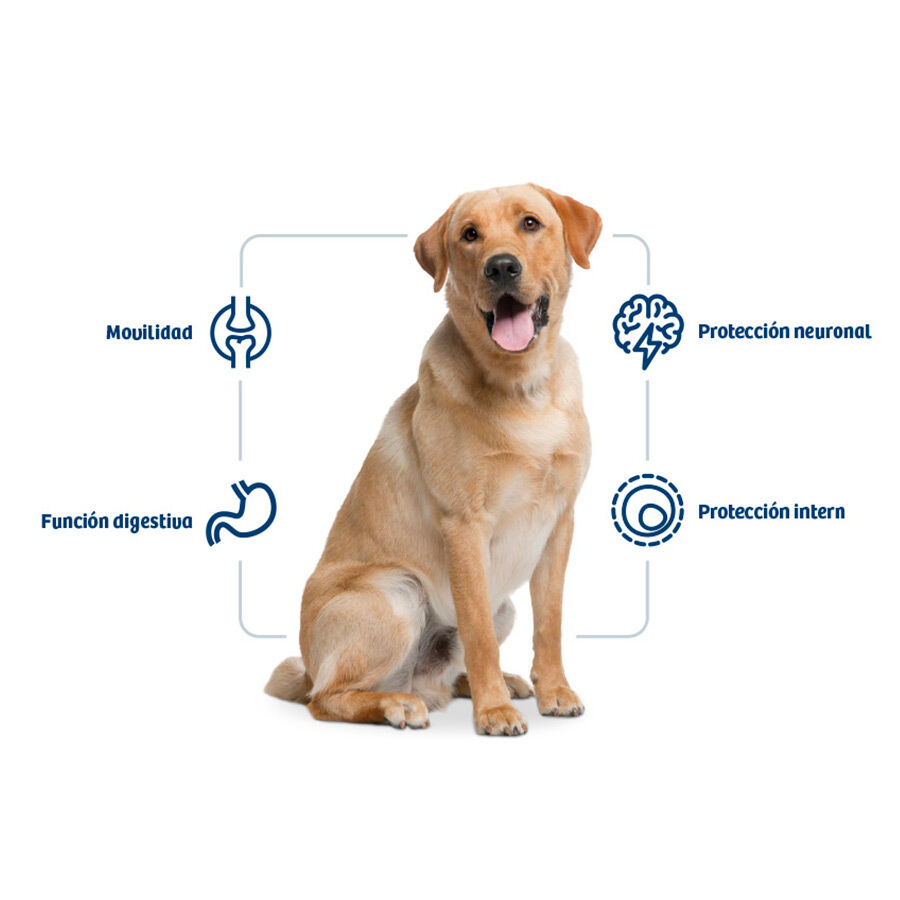 Nath Adult Maxi Pollo pienso para perros thumbnail