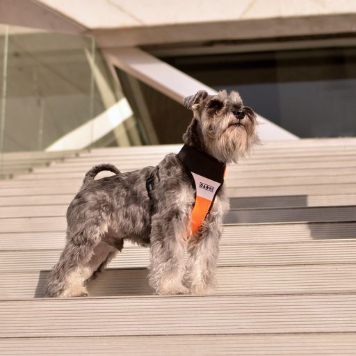 Dashi neo mesh stripes arn&eacute;s naranja y negro para perros, , large Imagen numero 5