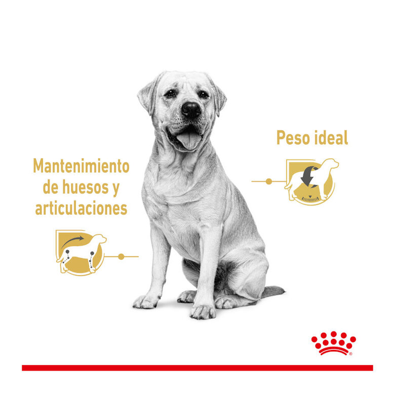 Royal Canin Labrador Sobres, , large image number null