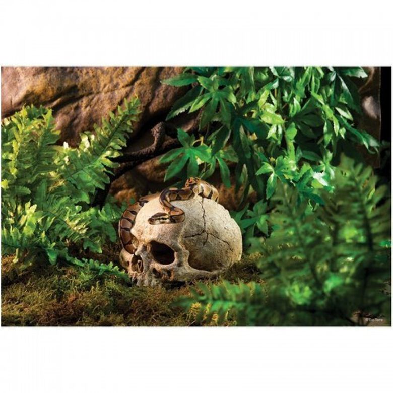 Refugio Exo-Terra Carabela Primate Skull thumbnail