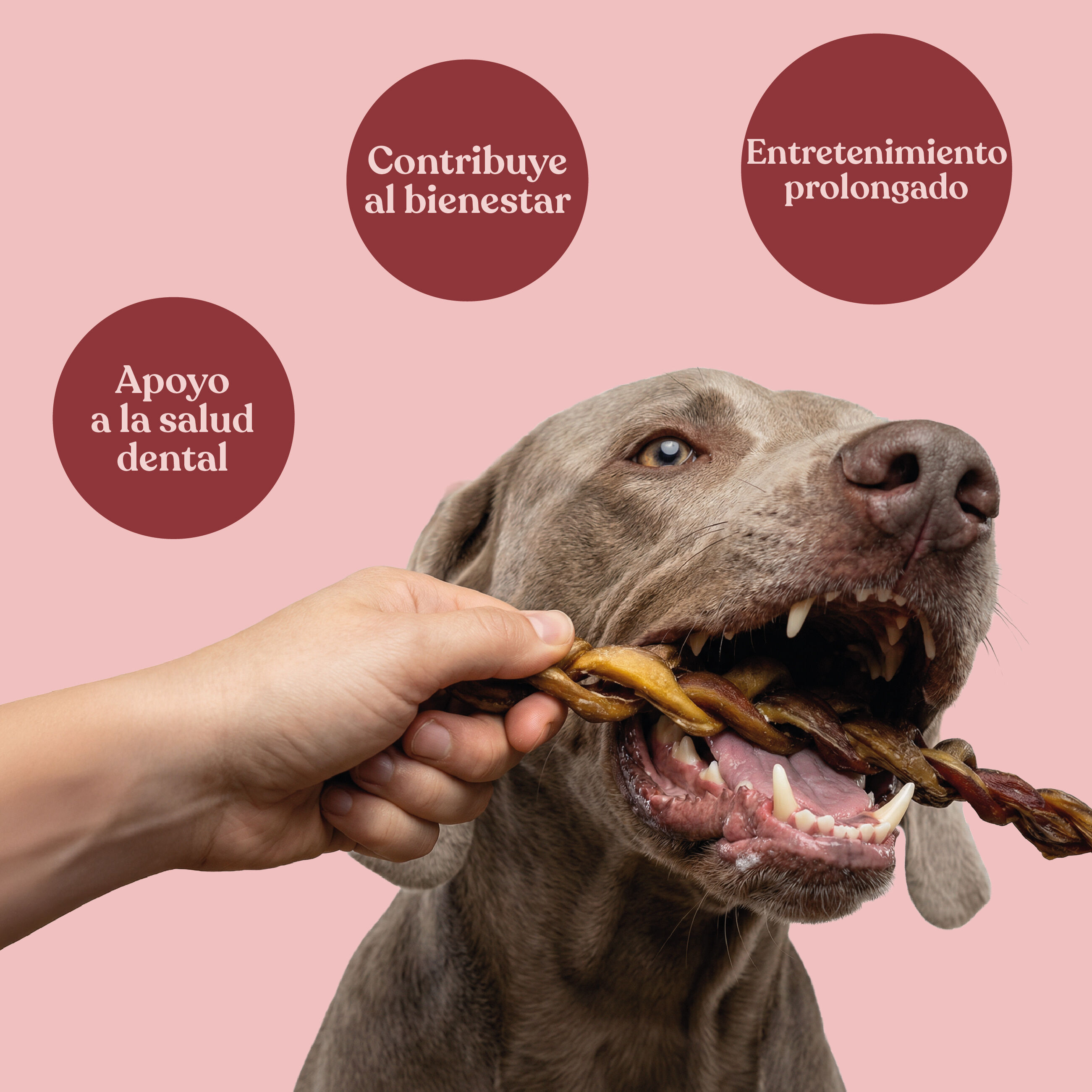 dr.bimix Nervio de Toro Trenzado para Perros | Masticaci&oacute;n Natural y Entretenimiento Duradero, , large Imagen numero 3
