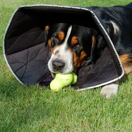 Collar de recuperaci&oacute;n All Four Paws color Negro, , large Imagen numero 10