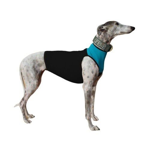 Galguita amelie peto de licra negro y turquesa para galgos y podencos, , large Imagen numero 1