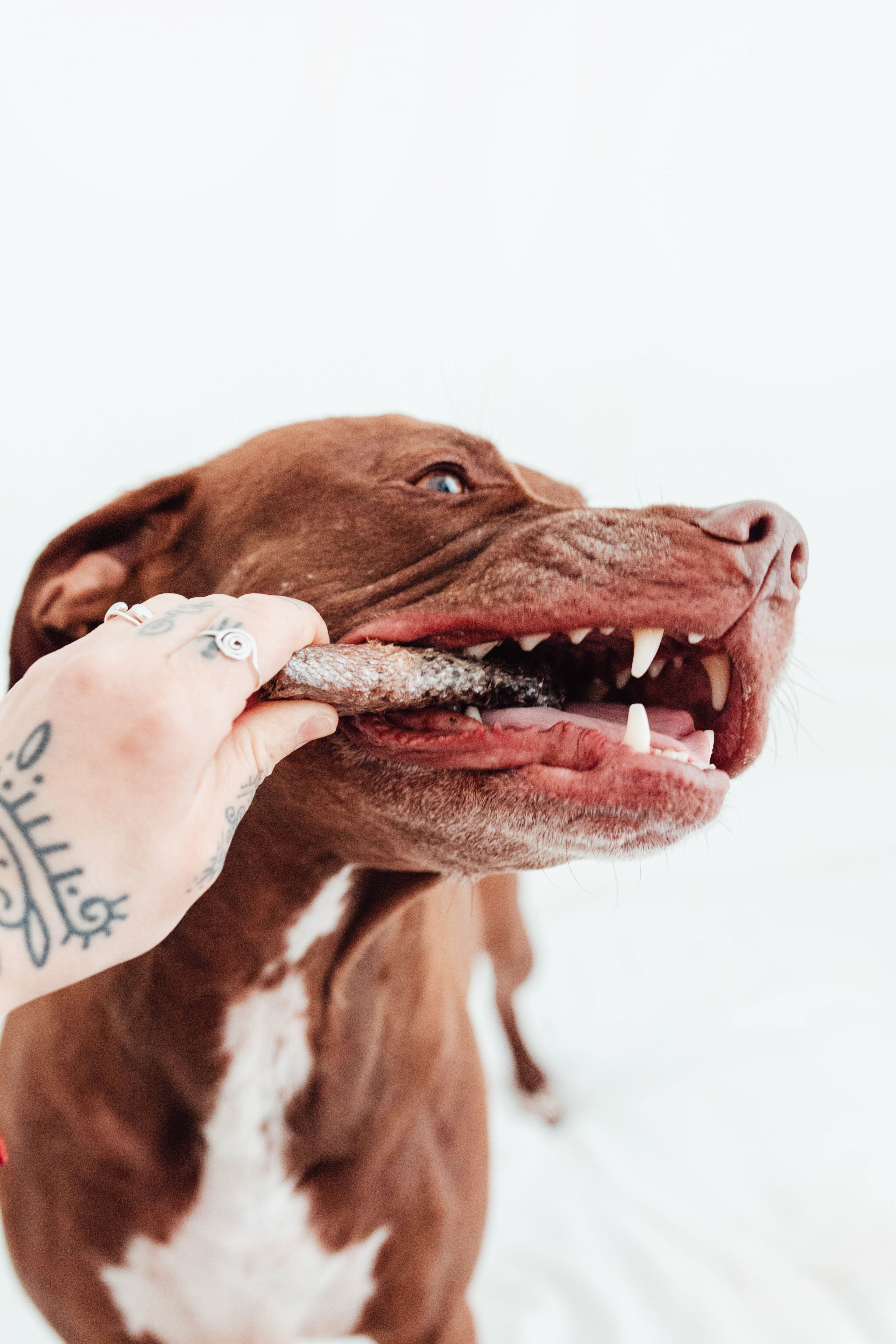 BIMORBOX Cachorros Medianos y Grandes – Pack Ahorro con Juguete, Mordedor de Olivo y Snacks Sin Aditivos thumbnail