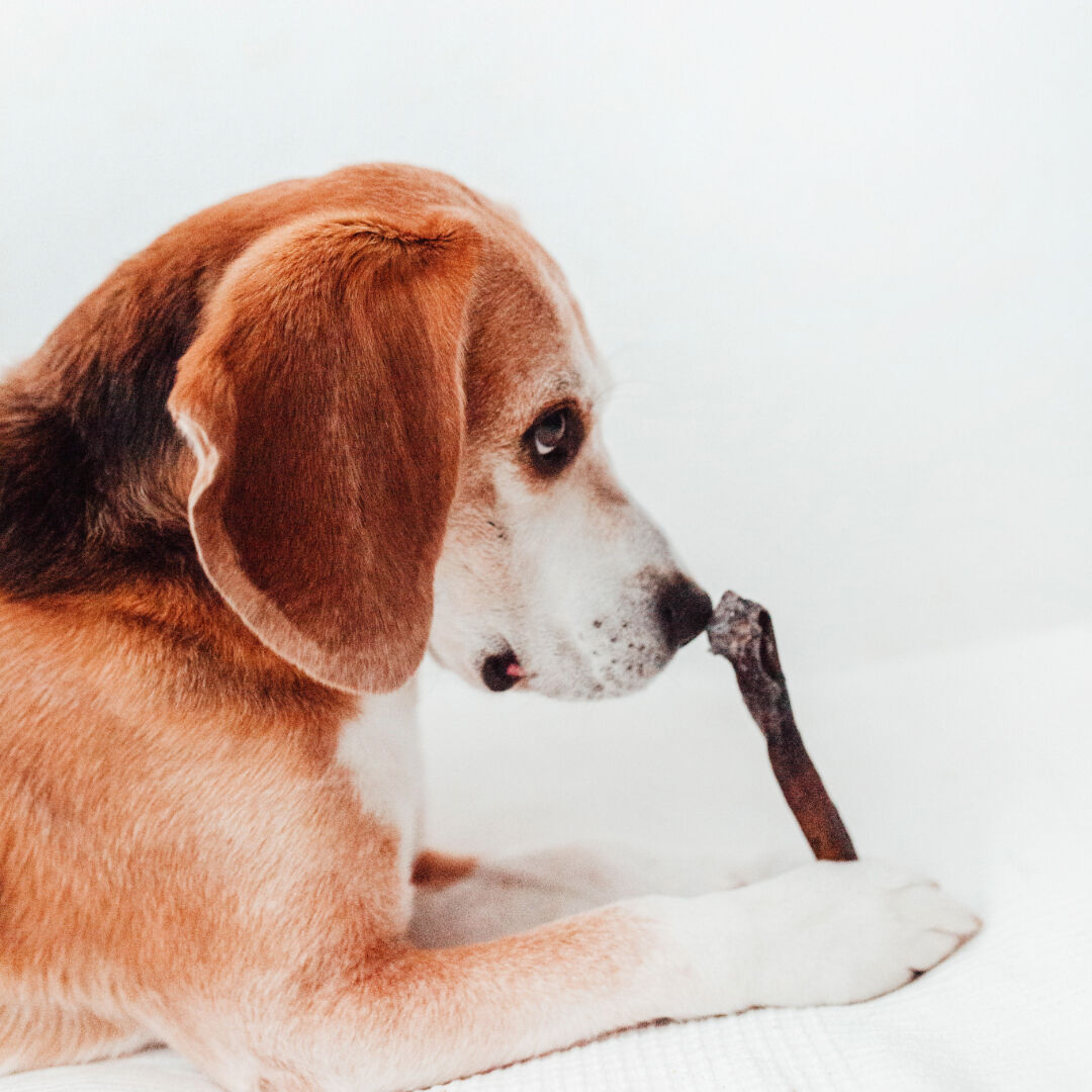 BIMORDISCOS Piel de camello para perros, , large Imagen numero 2