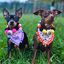 Collar de Perro con Pompones de Halloween - BOO, , large indicador imagen numero 4
