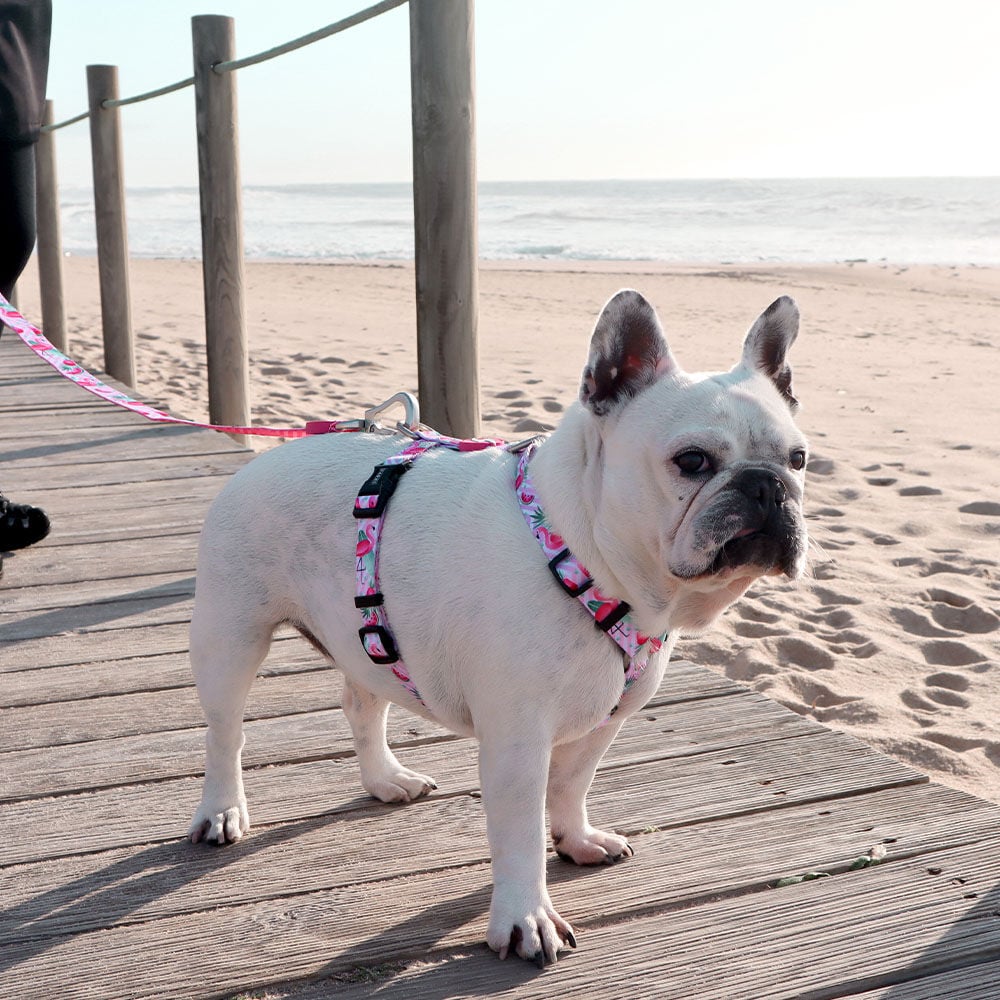 Arn&eacute;s Flamingo para perros color Varios, , large Imagen numero 2