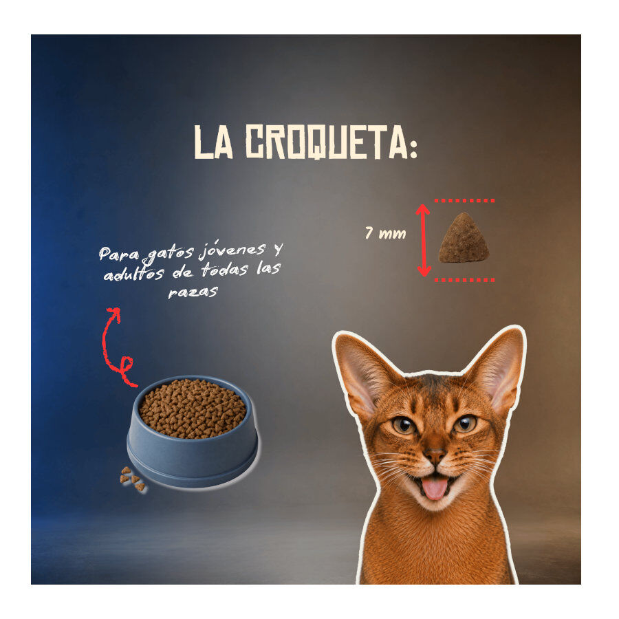 2 Kg Lenda Grain Free Cerdo pienso para gatos, , large Imagen numero 6
