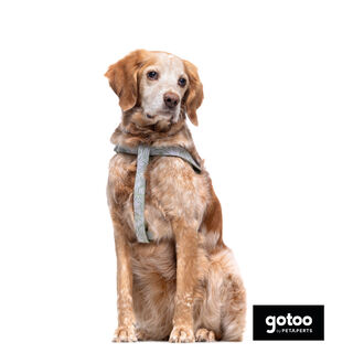 Gotoo Arnés estampado hojas para perros