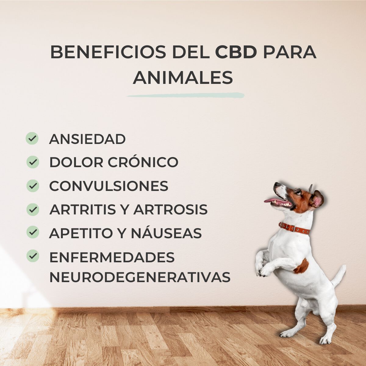 Feel Cocoa Aceite Cbd Para Mascotas thumbnail