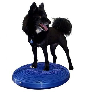 Disco de equilibrio para mascotas color Azul