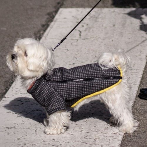 Abrigo para perros Groc Groc Chiu Bot&oacute;n Darjeeling, , large Imagen numero 2