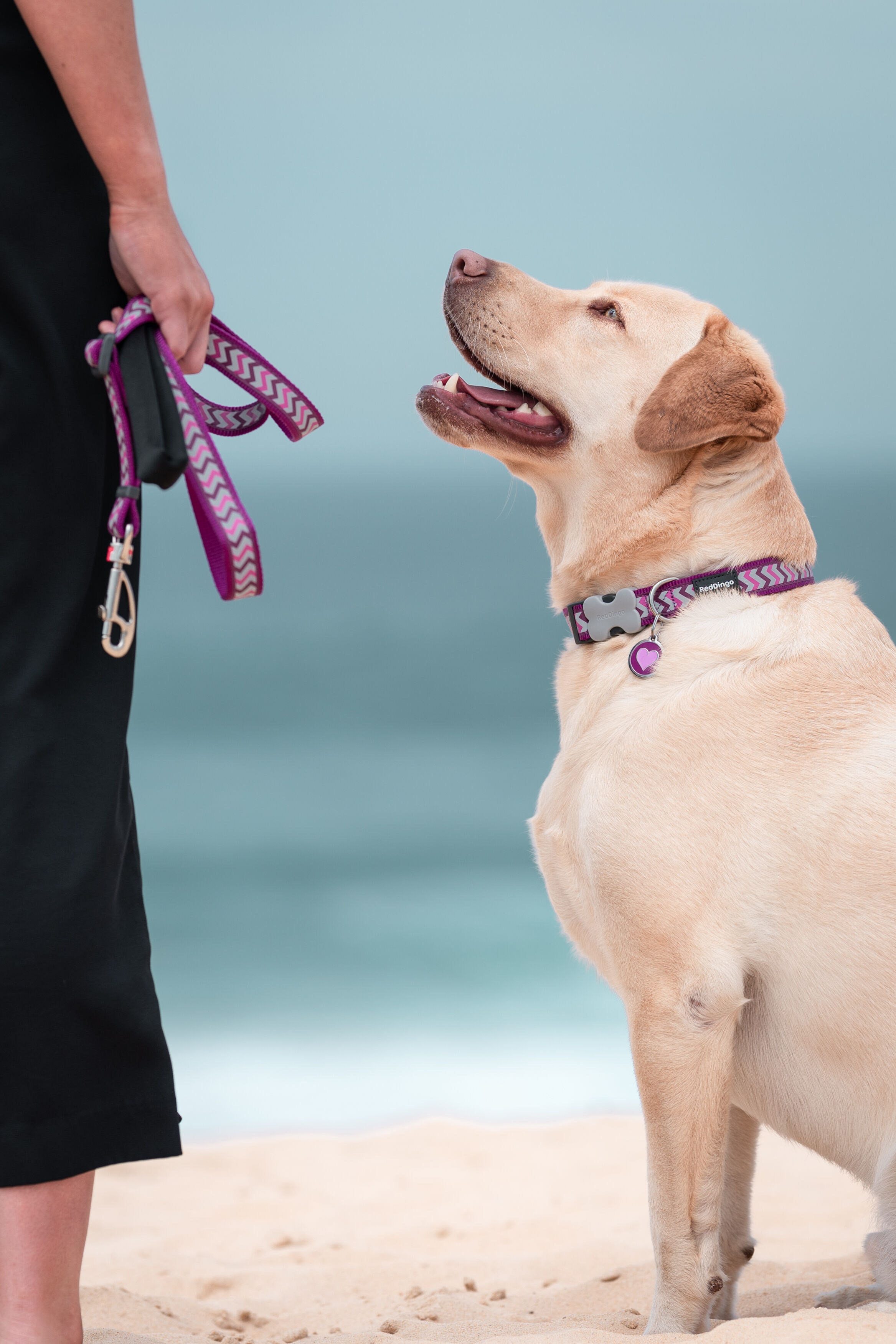 Placa identificativa Acero Inoxidable Esmalte Coraz&oacute;n Rosa Rosa para perros, , large Imagen numero 2