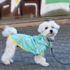 Suéter Chispa Neosticks para perros color Verde claro, , large image number null