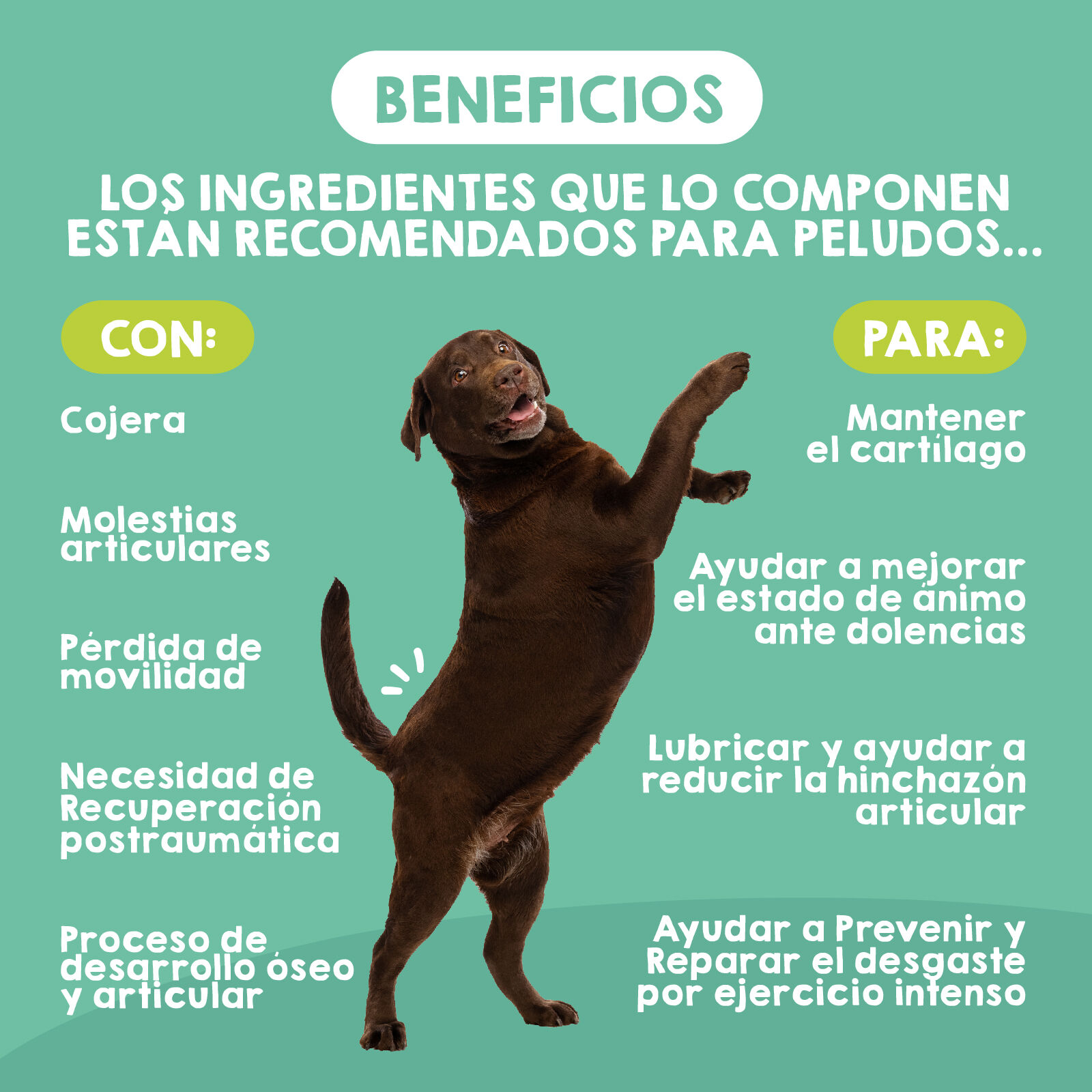 Maikai Pets Condroprotector Para Perros De Grandes Y Gigantes thumbnail