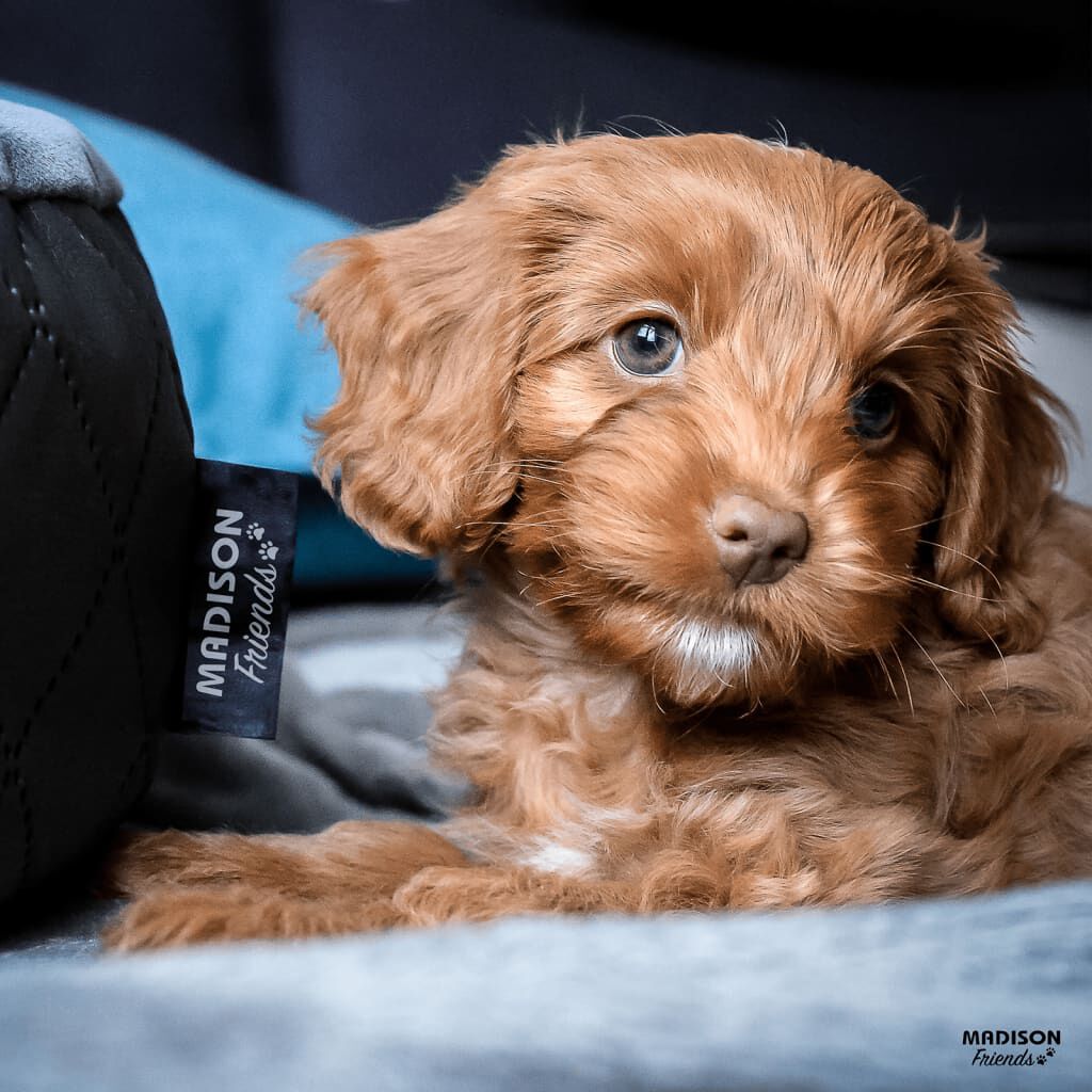 Cama Para Perros, , large Imagen numero 8