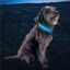 Nite Ize NiteDog Banda LED Recargable para perros, , large indicador imagen numero 5