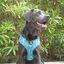 KAIA - Arnés Ajustable para perros Tail and Tropic, , large indicador imagen numero 3