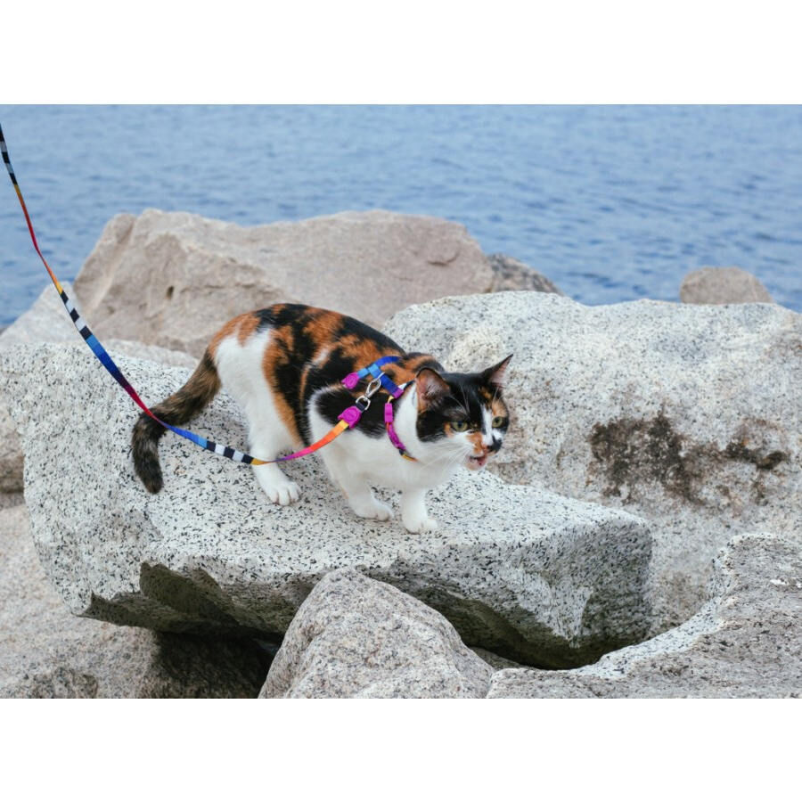 Zee Cat Prisma Arn&eacute;s y correa para gatos, , large Imagen numero 4