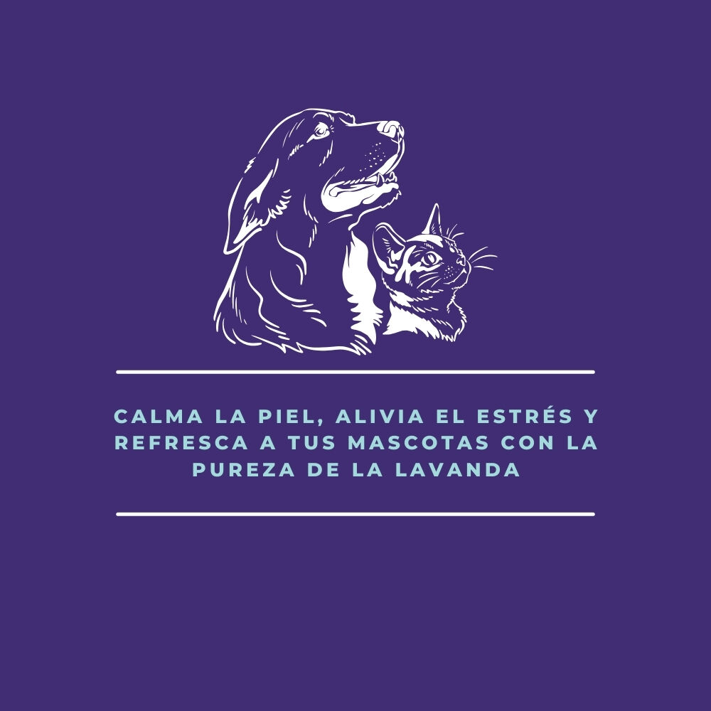 FINCA CASAREJO Hidrolato de Lavanda LavandaCare &ndash; Agua Arom&aacute;tica Natural para Limpieza, Relajaci&oacute;n y Protecci&oacute;n de Tus Mascotas - 250 ml, , large Imagen numero 3