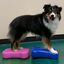 FitPAWS Plataforma de equilibrio mascotas Mini K9FITbone 2 uds azul, , large indicador imagen numero 2