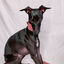 COLLAR MAMBO GALGO - L, , large indicador imagen numero 2