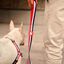 Dashi stripes correa de poliéster roja y azul para perros, , large indicador imagen numero 2