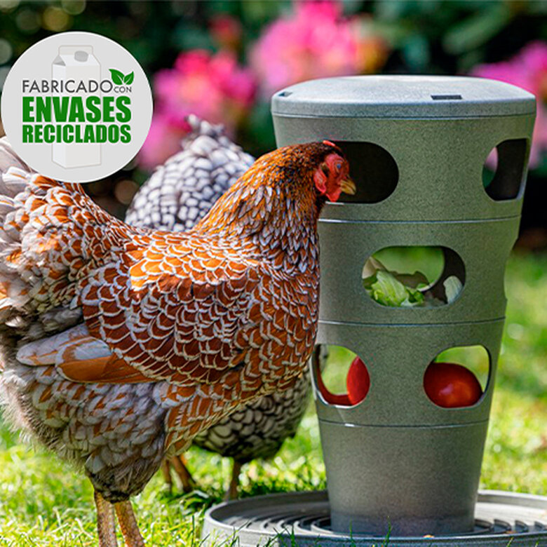 Comedero Divertido Para Gallinas Comedero Interactivo Para Mantener Comedero Divertido Para Gallinas Comedero Interactivo Para Mantener