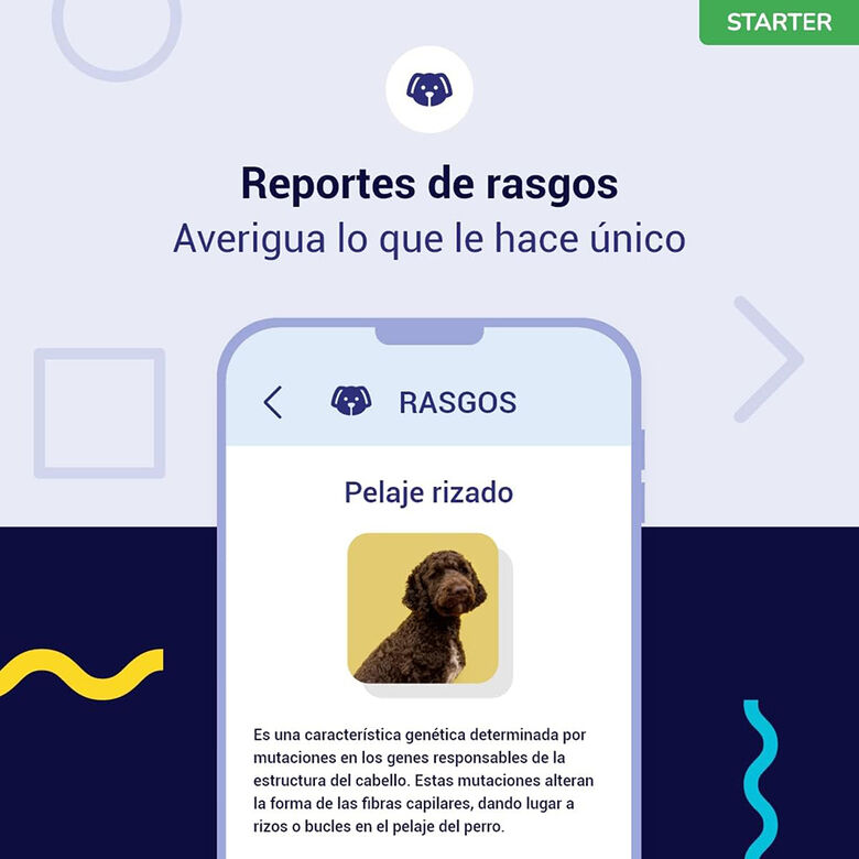Koko Genetics Prueba De ADN Para Perros Starter thumbnail