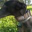 EGV - Collar Martingale 4 cm ancho, Collar galgo hecho a mano en España (Leopardo), , large indicador imagen numero 4